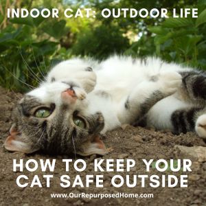 cat enjoying the outdoors