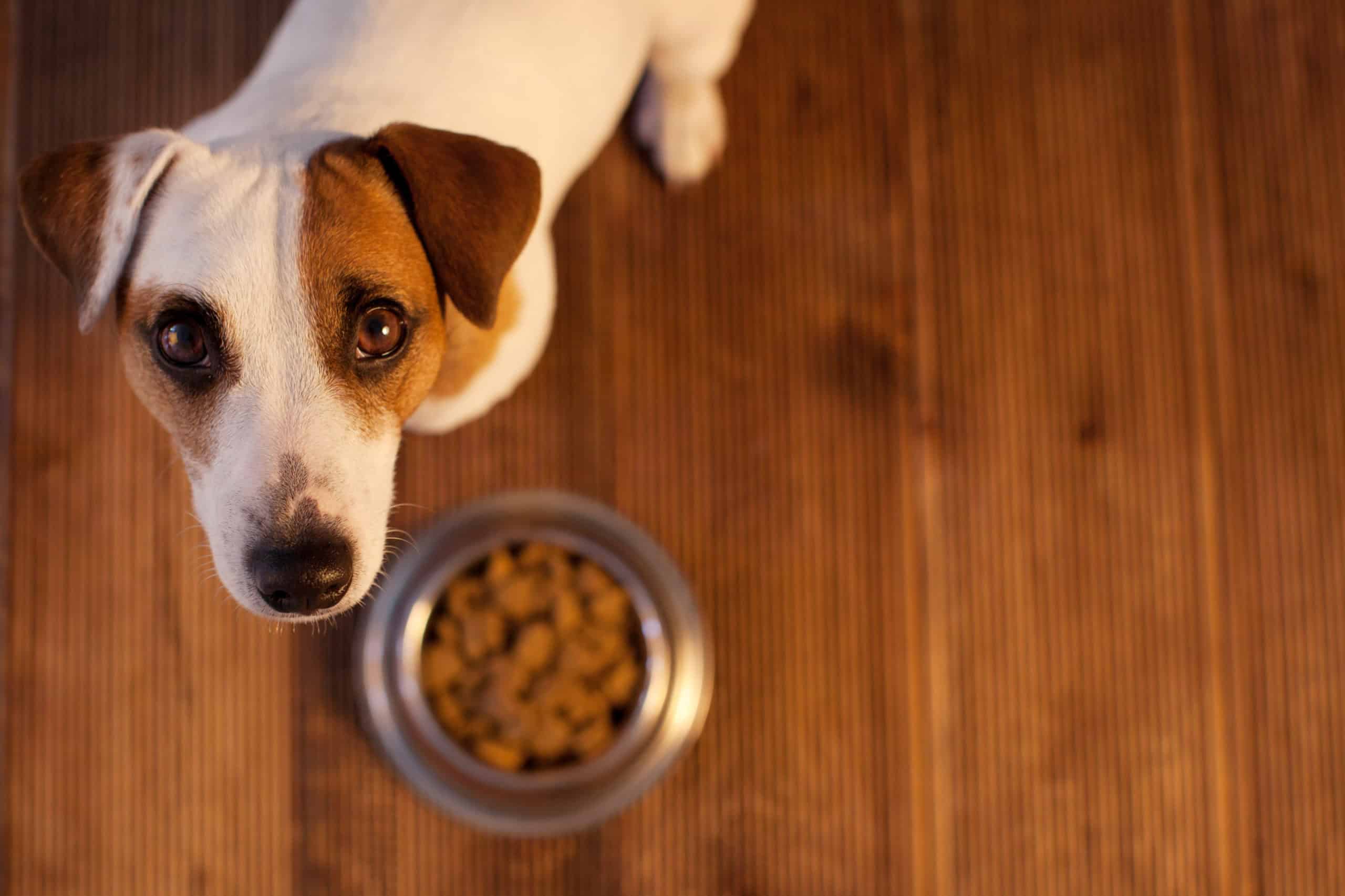 Germany Pet Food Ingredients Market Thrives as Pet Owners Demand High-Quality and Sustainable Solutions