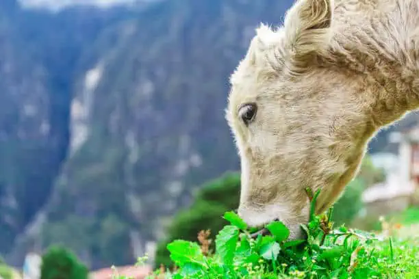 Animal Free Dairy Products Market Growth: Innovation-Driven Strategy Insights