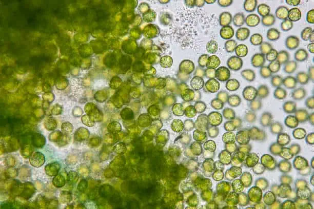 China Single Cell Analysis Market Analysis: Trends, Opportunities, and Forecast