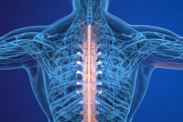Japan Radiography Systems Market Size, Share, and Demand Forecast (2025-2035)