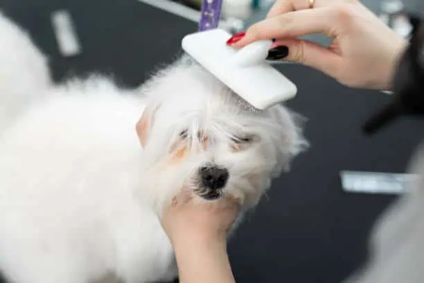 China Pet Grooming Services Market : Future Prospects and Industry Analysis (2025-2035)