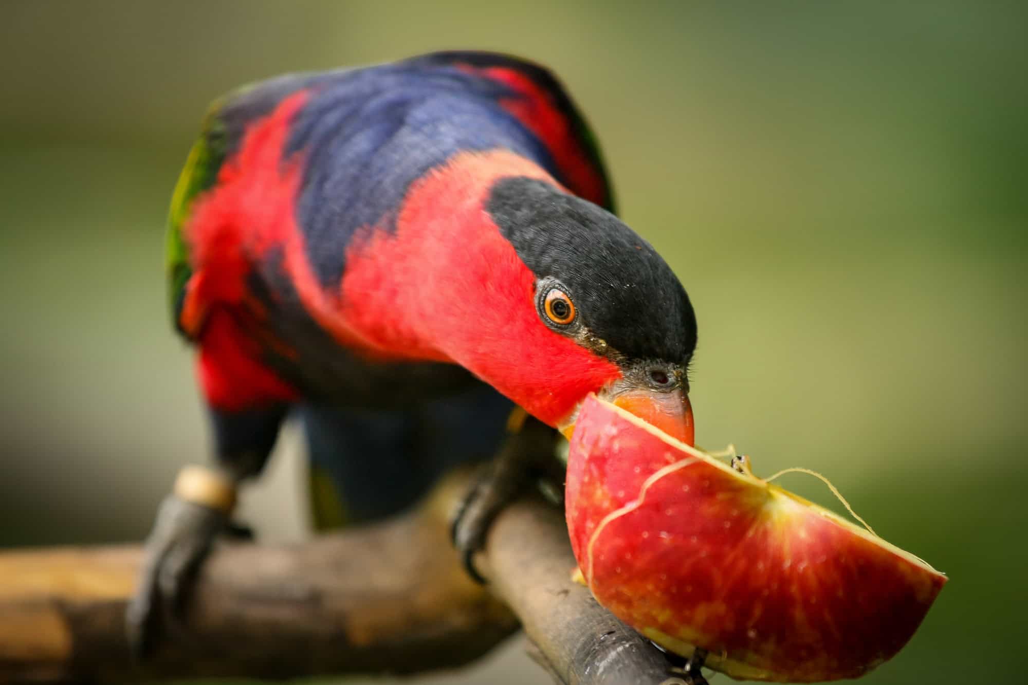 Can Birds Eat Apples? Plus, Other Delicious Facts!