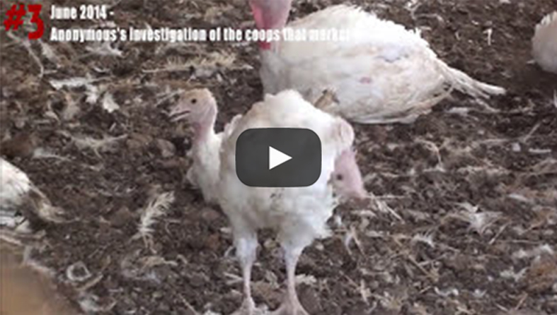 zoglowek chicken investigation