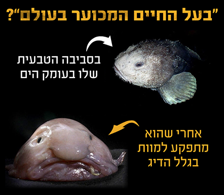 בעל החיים המכוער בעולם?
