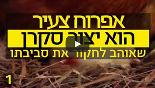 6 סודות של תעשיית הביצים