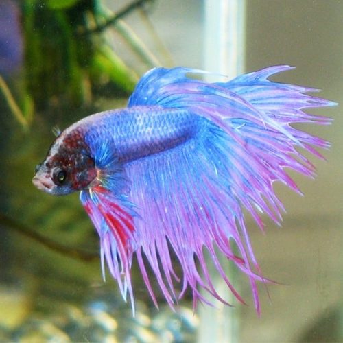 Blue-Betta-Fish Blue-Betta-Fish