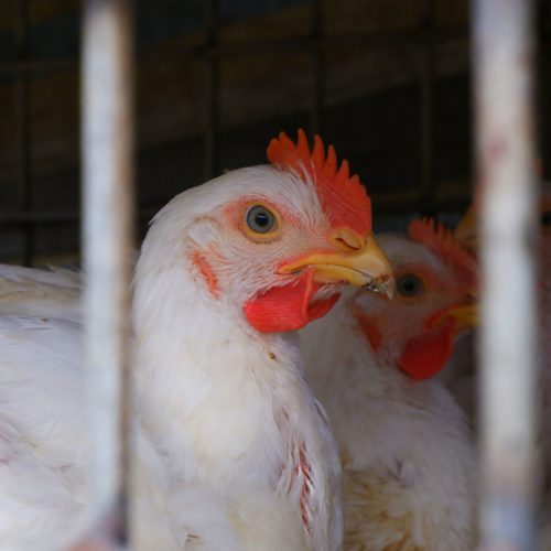 close up on chickens inside a cage