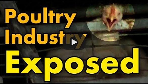 poultry industry exposed