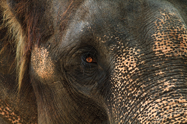 asia elephant portrait פיל אסיאתי