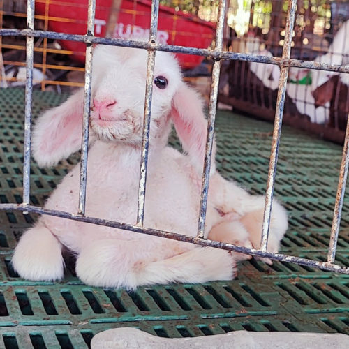 tiny baby lamb in a cage