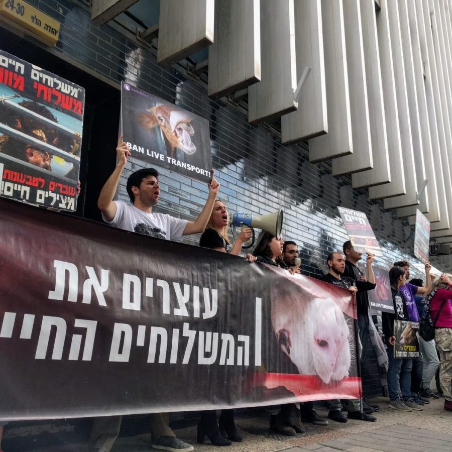 הפגנה נגד המשלוחים החיים מול שגרירות אוסטרליה הפגנה נגד המשלוחים החיים מול שגרירות אוסטרליה