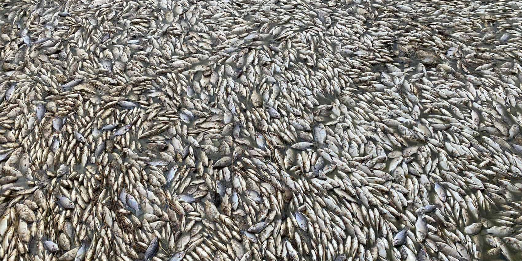 fish-pools צילום מלמעלה על אלפי דגים צפופים מאוד בתוך בריכת דגים