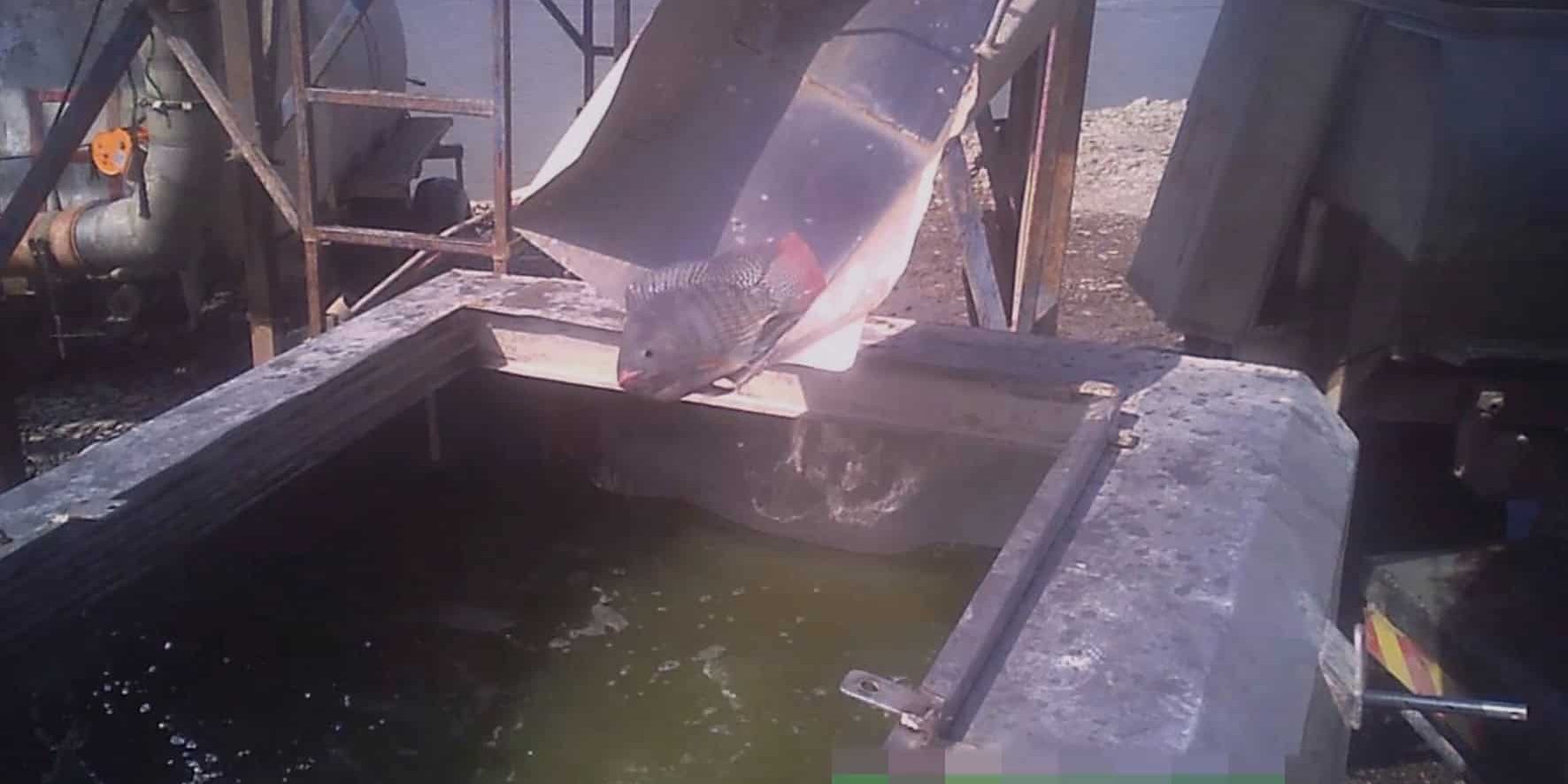 fish-transfer מתקן הובלה ממתכת שבו דג נופל לבריכה קטנה ועכורה