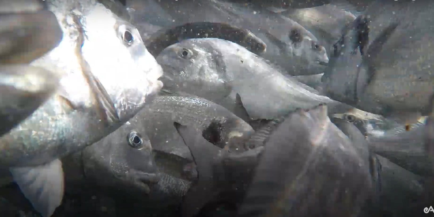 fishing-inside-the-sea צילום תקריב של דגים צפופים במתקן כליאה בתוך הים