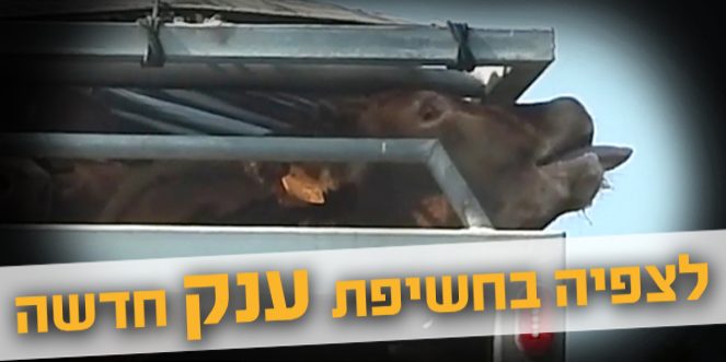 תחקיר המשלוחים החיים