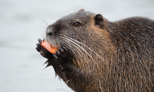 Beaver eating with blurred water in the background בונה אוכל