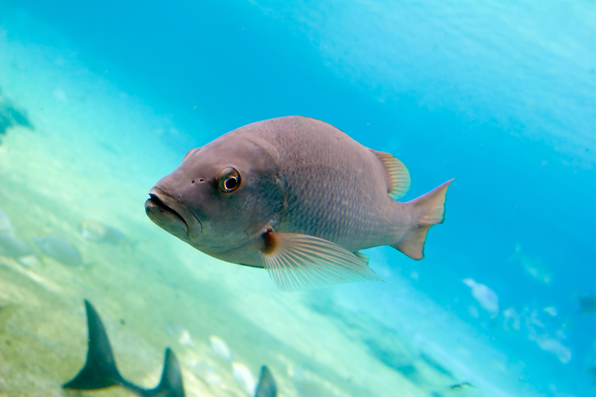 big-fish-swimming fish swimming in a bright sea with more fish in the background