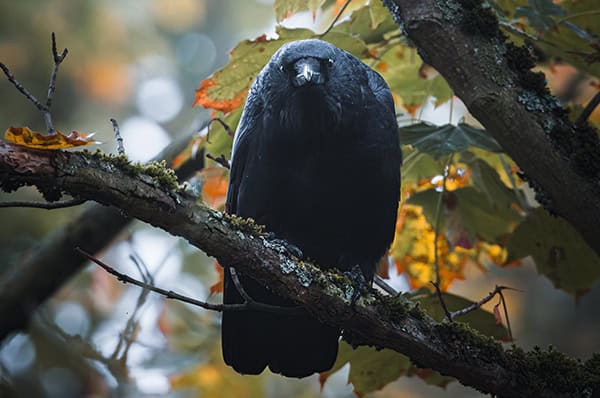 Black bird perched on the branch of a tree in an autumnal landscape. Black bird perched on the branch of a tree in an autumnal landscape.