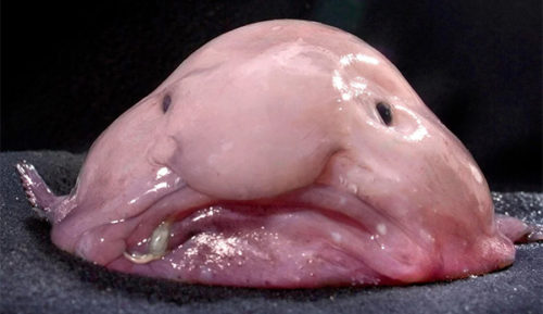 the blob fish as the world's ugliest animal