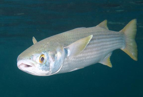 buri-fish דג בורי שוחה במים