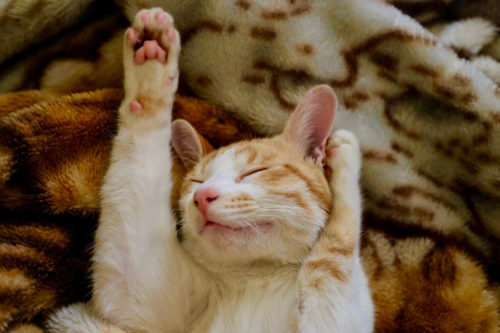 cute cat sleeping on its back