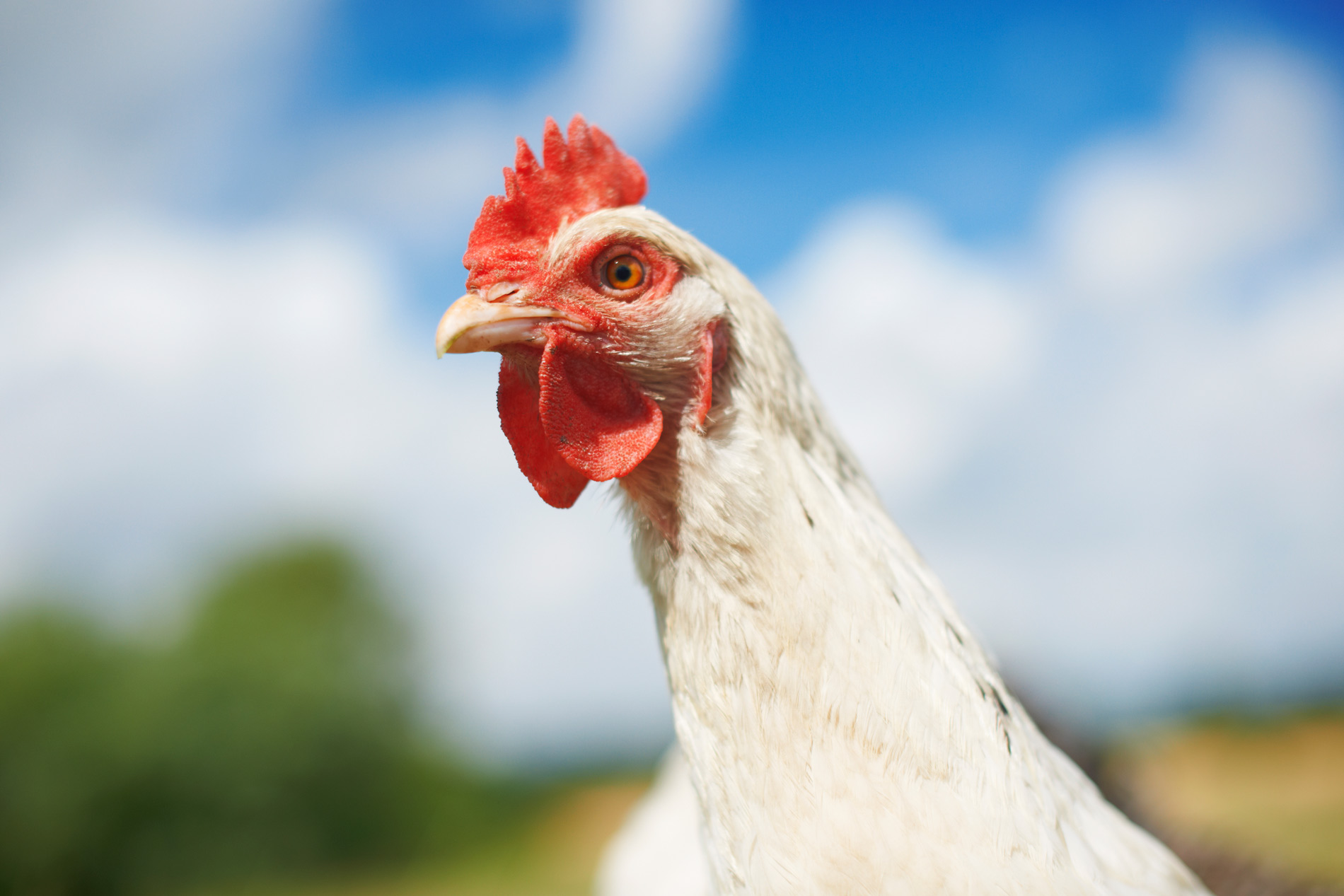 close up portrait of chicken