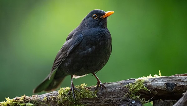 Closeup of a Blackbird perched on a tree branch with moss against a green background שחרור