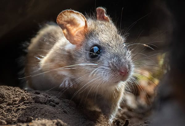 Closeup of a mouse with big eyes in rocks Closeup of a mouse with big eyes in rocks
