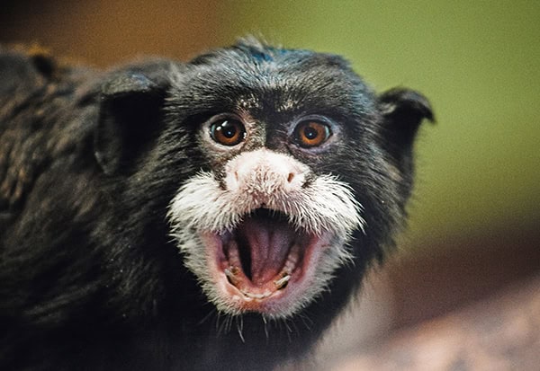 Closeup shot of an emperor tamarin Closeup shot of an emperor tamarin