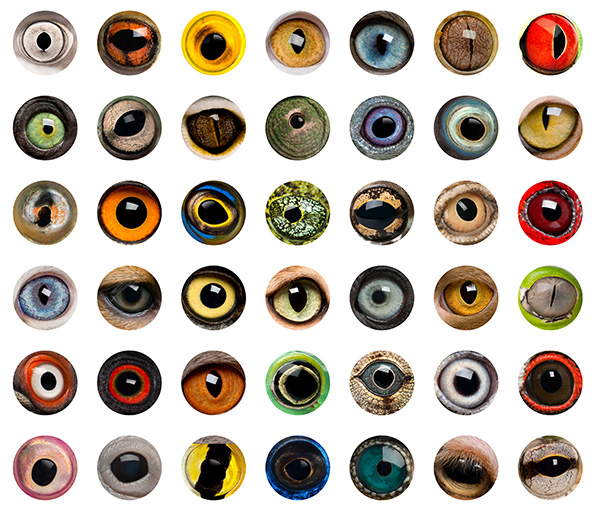 Composition of Animal eyes, isolated עיניים של חיות שונות