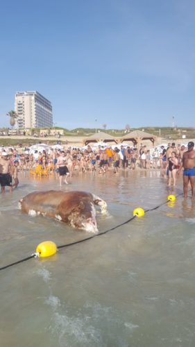גופת עגל מהמשלוחים החיים בחוף הצוק בתל אביב צילום אור קרן