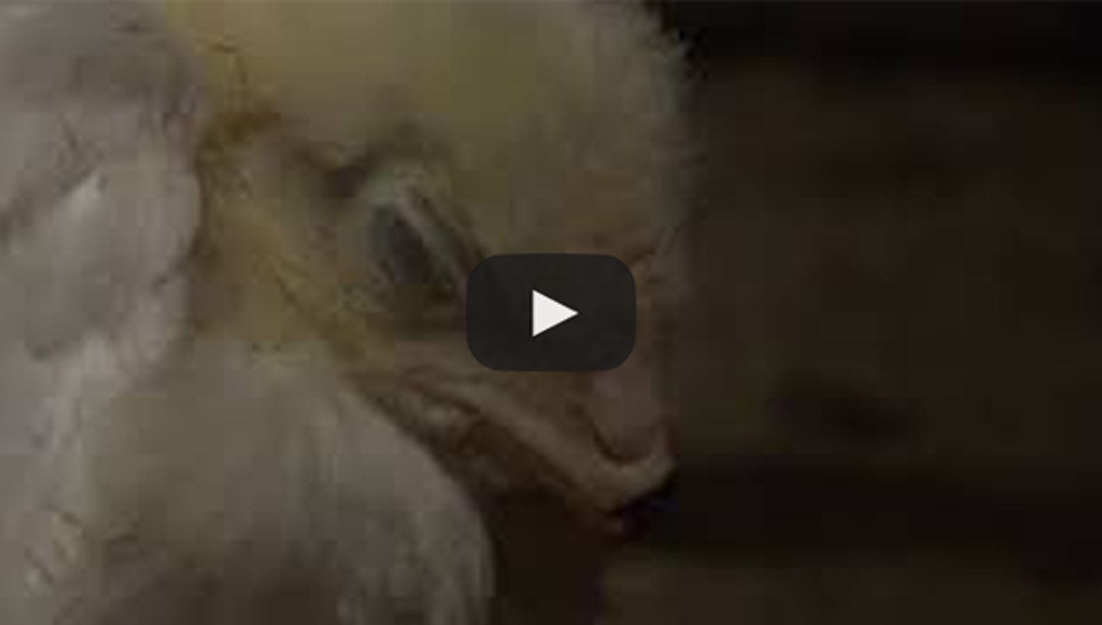 debeaking baby chicks
