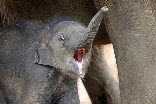 Asian Elephant (Elephas maximus) cute calf portrait פילפילון