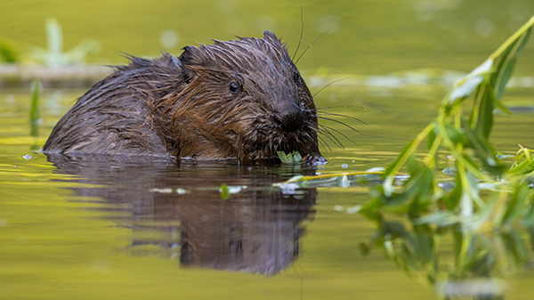 Eurasian beaver gnawing leaves in water in summertime בונה במים