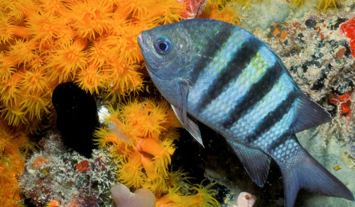 fish swimming by an orange coral