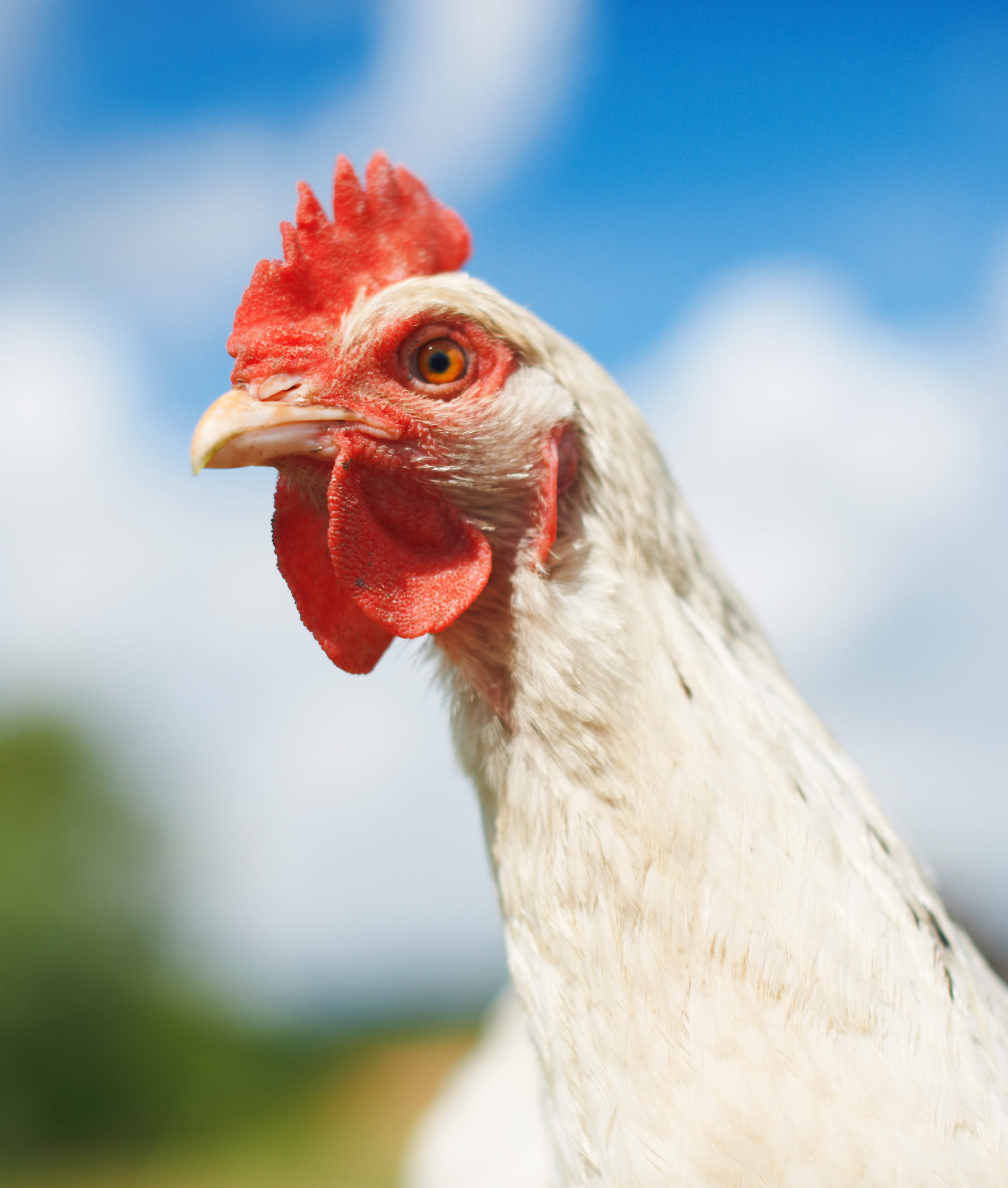 free range chicken