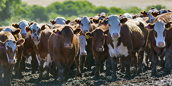 Group of cows in intensive livestock farm land, Uruguay פרות מביטות למצלמה