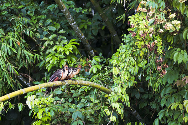 Hoatzin (Opisthocomus hoazin) in the Amazon Rainforest of Ecuador, South America חיים ביער האמזונס. הולכים ונעלמים על ידי תעשיית הבשר