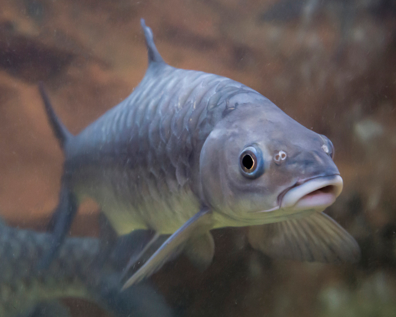karpion-fish דג קרפיון שוחה במים