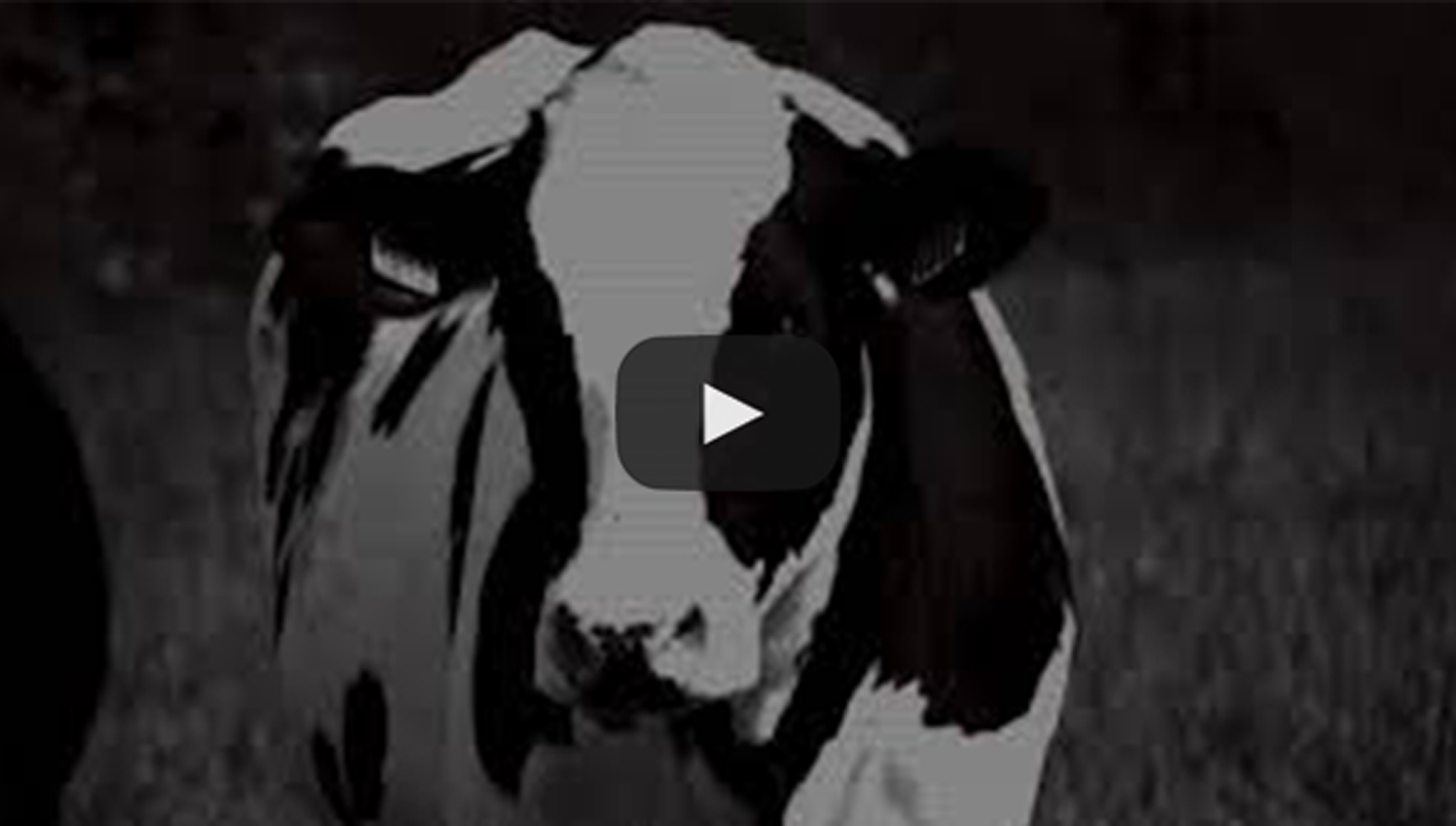 kosher slaughterhouses in south america