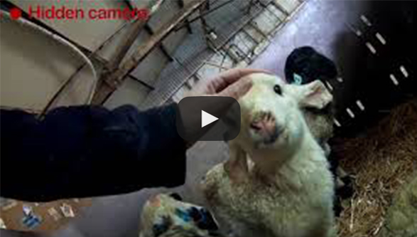 lamb separation