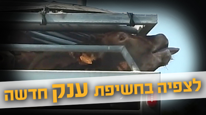תחקיר המשלוחים החיים