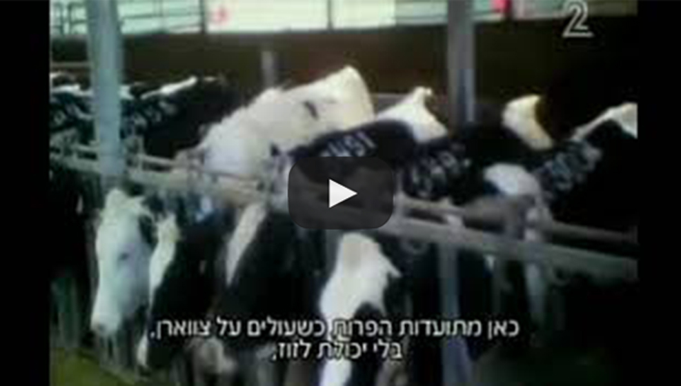 התעללות ברפתות החלב