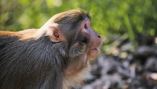 Closeup of Chinese mountain monkey Closeup of Chinese mountain monkey