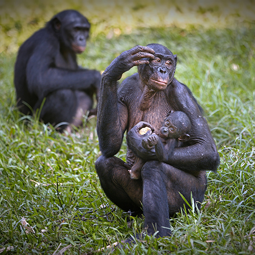 Mother bonobo monkey holding her baby in the Democratic Republic of the Congo קופי בונובו
