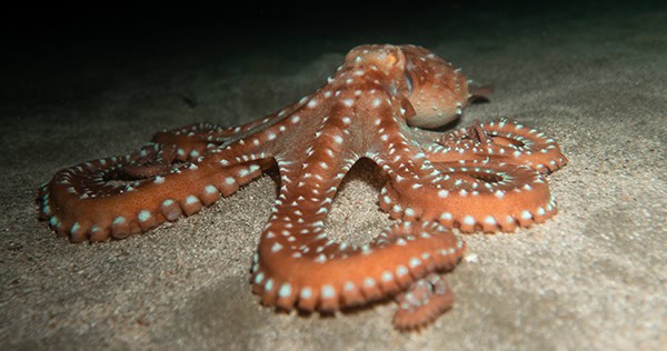 octopus octopus