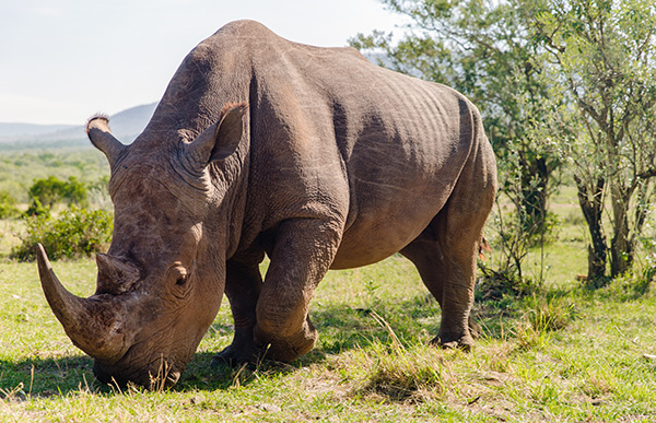 rhino grazing in savannah at africa קרנף בסוואנה