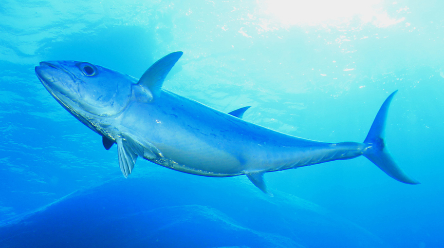 tuna-fish דג טונה שוחה במים