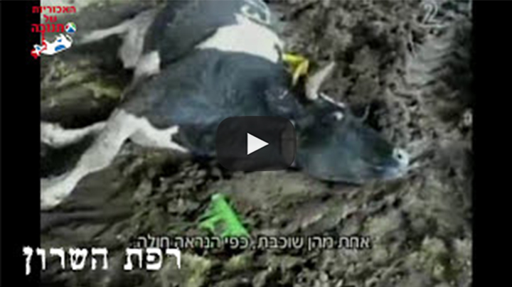 שנתיים לאדום אדום
